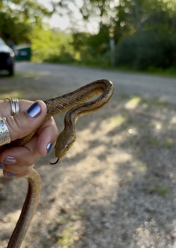 Eastern Ratsnake