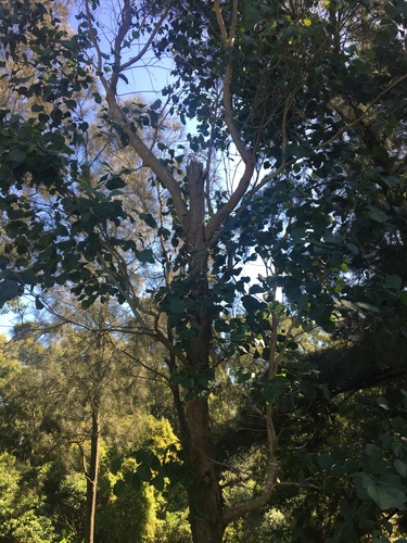 Image of Cabbage Gum (Eucalyptus amplifolia) by (c) Thomas Mesaglio, some rights reserved (CC BY)