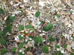 Spyridium thymifolium
