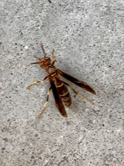 Polistes arizonensis