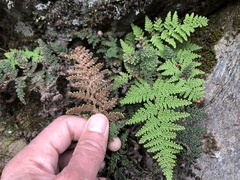 Myriopteris covillei