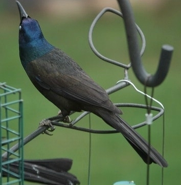 Common Grackle