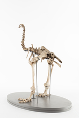 Dinornithiformes