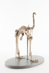 Dinornithiformes