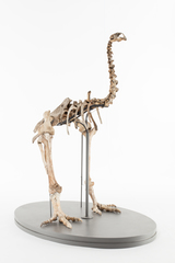 Dinornithiformes