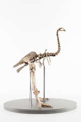 Dinornithiformes