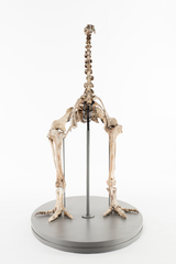 Dinornithiformes
