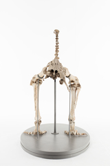 Dinornithiformes