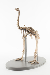 Dinornithiformes