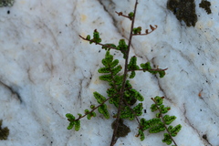 Cheilanthes parviloba