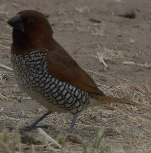 Scaly-breasted Munia (Lonchura punctulata), photo 7