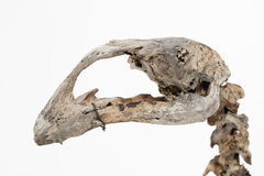 Dinornithiformes