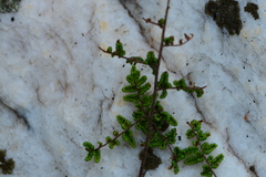 Cheilanthes parviloba