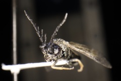 Cladius pectinicornis