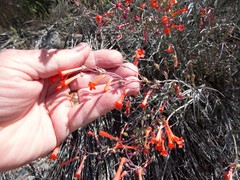 Penstemon subulatus
