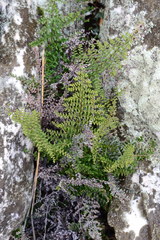 Cheilanthes parviloba