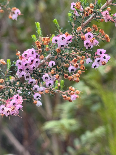 Hairy Grey Heather