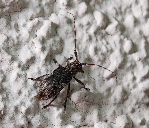 white-clouded longhorn beetle