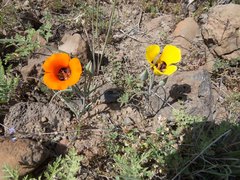 Calochortus kennedyi