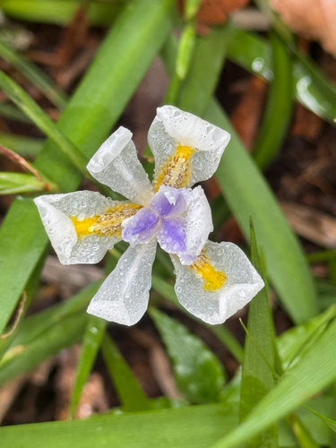 Small Fortnight Lily