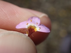 Leptosiphon ambiguus