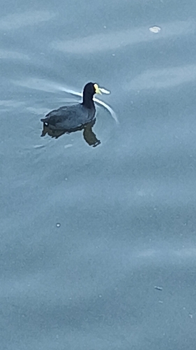 White-winged Coot