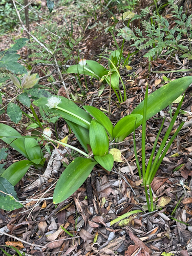 White Bloodlily