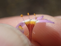 Leptosiphon ambiguus