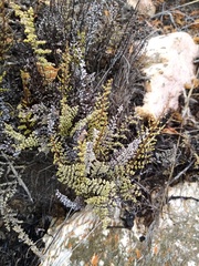 Cheilanthes parviloba