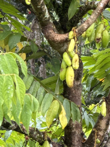 Bilimbi