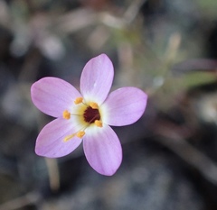 Leptosiphon ambiguus