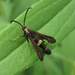 Boneset Borer Moth - Photo (c) christine123, some rights reserved (CC BY), uploaded by christine123