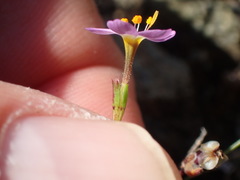 Leptosiphon ambiguus