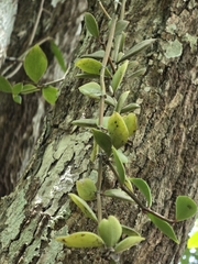 Peperomia angustata