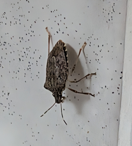 Brown Marmorated Stink Bug