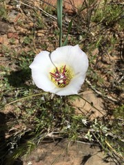 Calochortus ambiguus