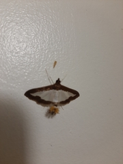 Lepidoptera