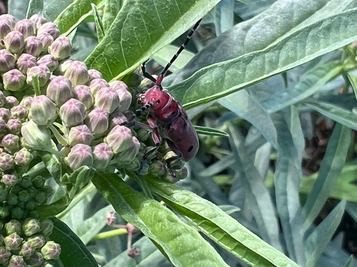Red-femured Milkweed Borer photo 3