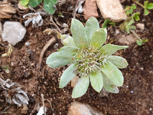 Filago pygmaea