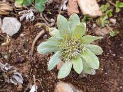 Filago pygmaea