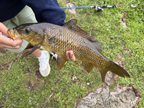 European Carp