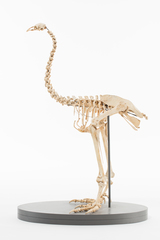 Dinornithiformes