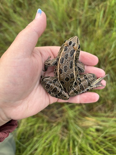 Northern Leopard Frog