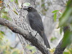 Strepera versicolor melanoptera