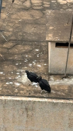 Black Vulture