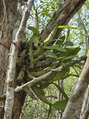 Myrmecophila christinae