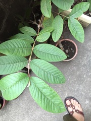 Psidium guajava