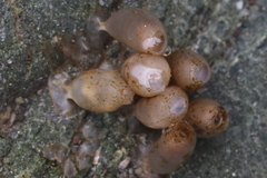 Nucella lima