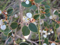 Spyridium thymifolium