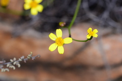 Cineraria lobata